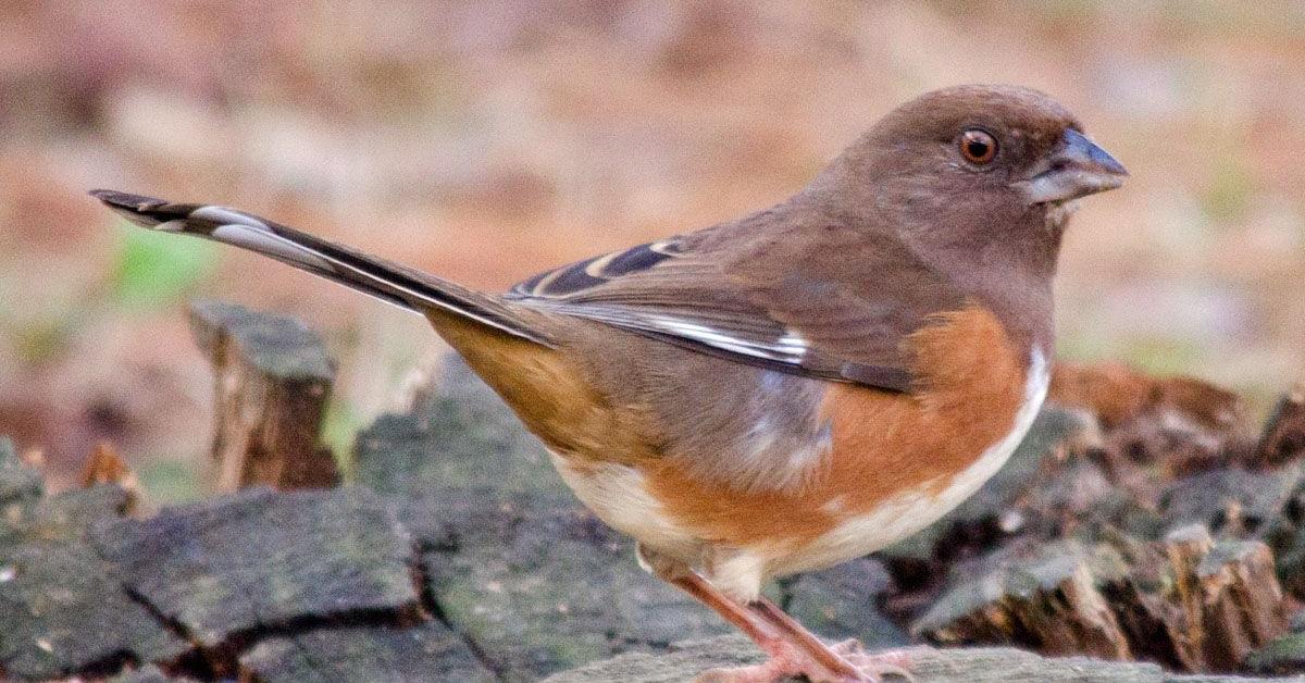 Pictures of Towhee