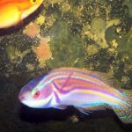 Pictures of Labouts Fairy Wrasse