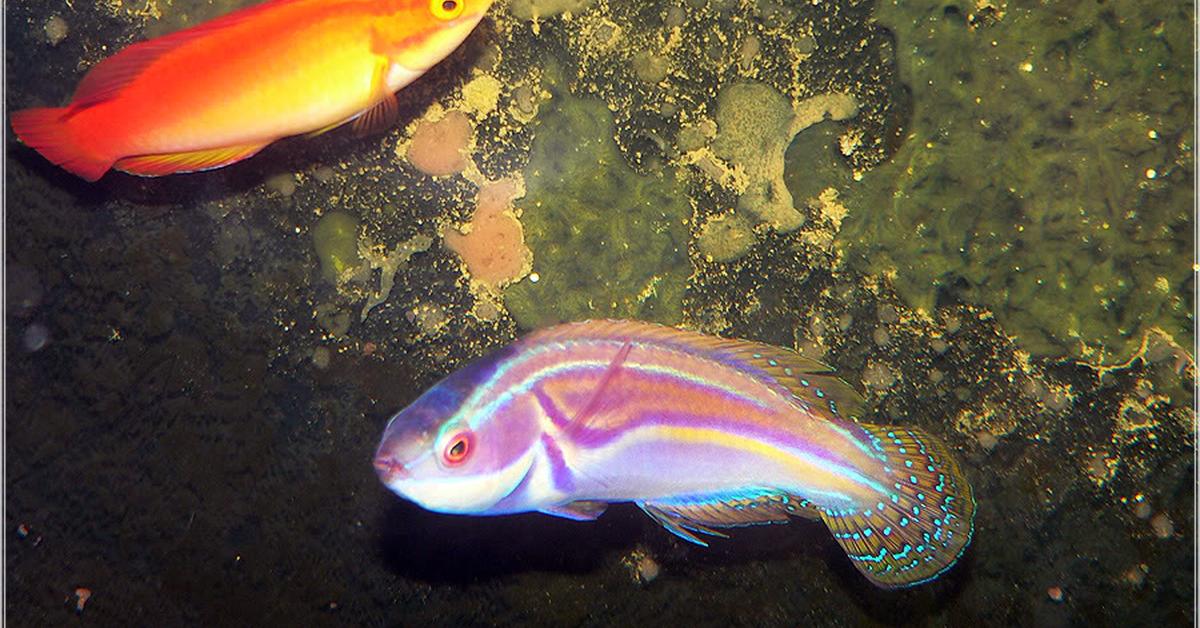 Pictures of Labouts Fairy Wrasse