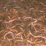 Pictures of American Eel