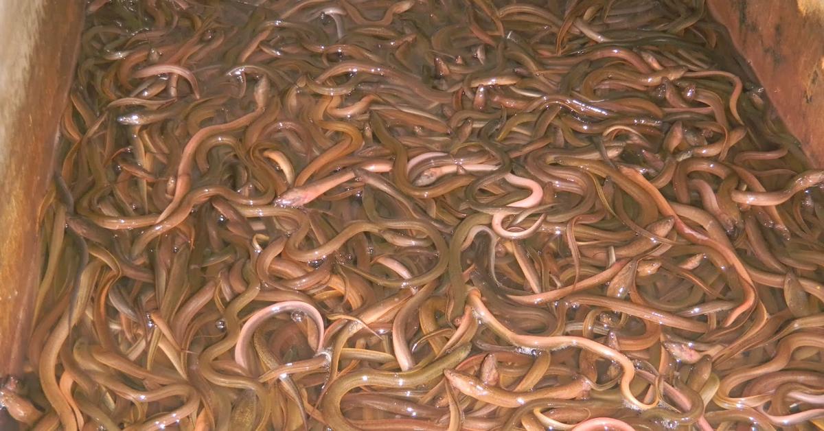 Pictures of American Eel