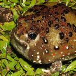 Pictures of Holy Cross Frog