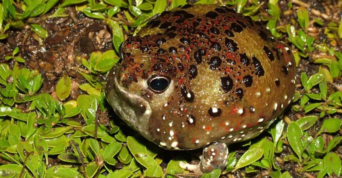 Pictures of Holy Cross Frog