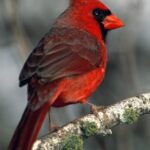 Pictures of Cardinal