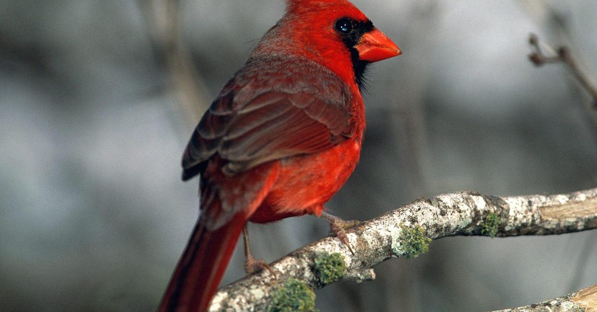 Pictures of Cardinal