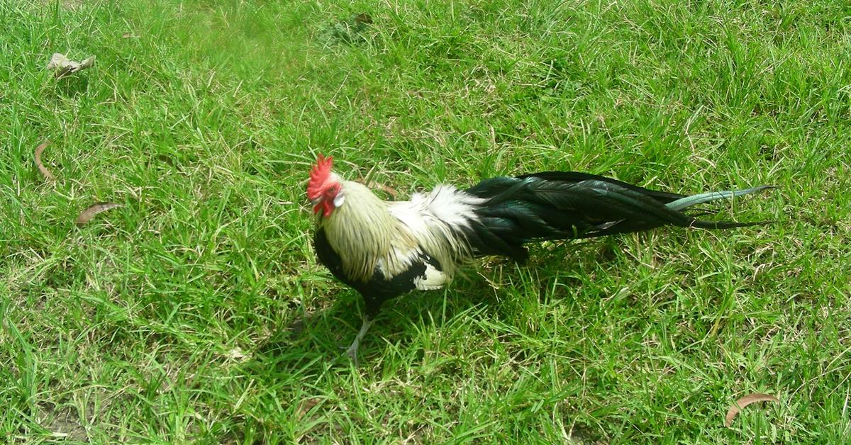 Pictures of Phoenix Chicken