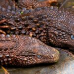 Pictures of Earless Monitor Lizard