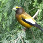 Pictures of Evening Grosbeak