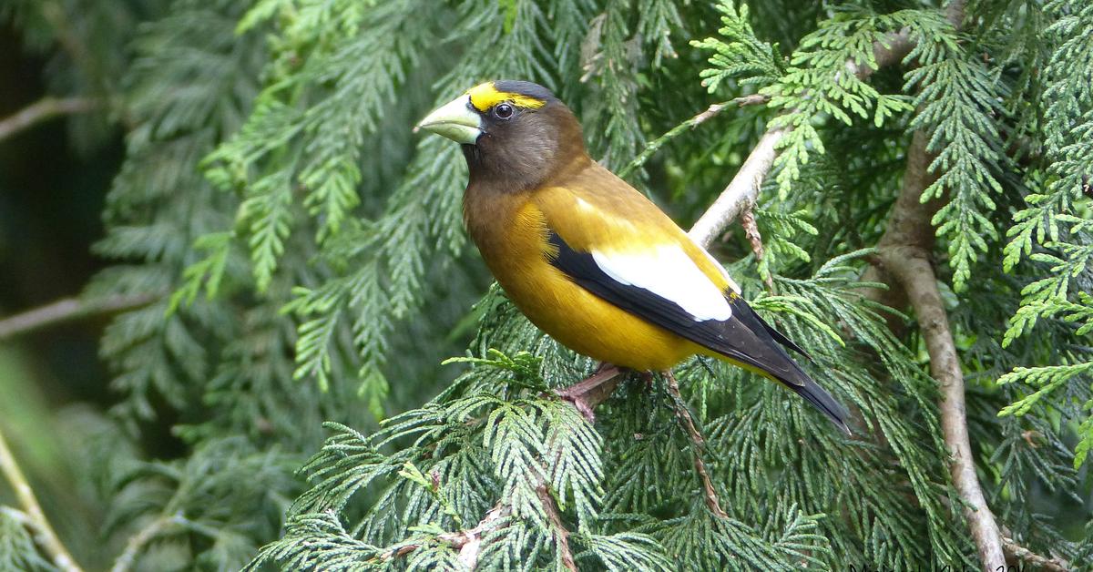 Pictures of Evening Grosbeak