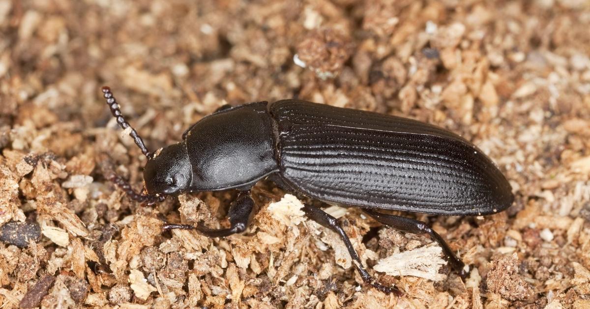 Pictures of Darkling Beetle