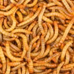 Pictures of Mealworm Beetle