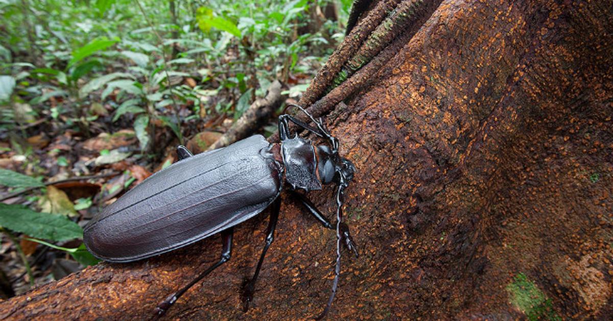 Pictures of Titan Beetle