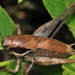 Pictures of Katydid