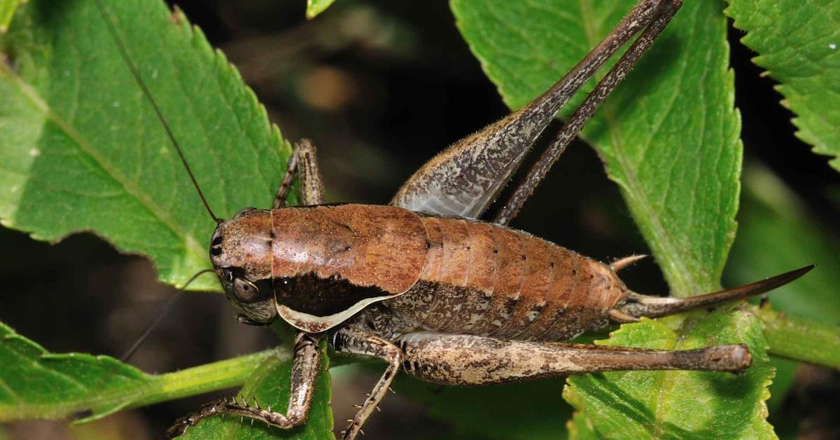 Pictures of Katydid