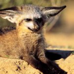 Pictures of Bat-Eared Fox