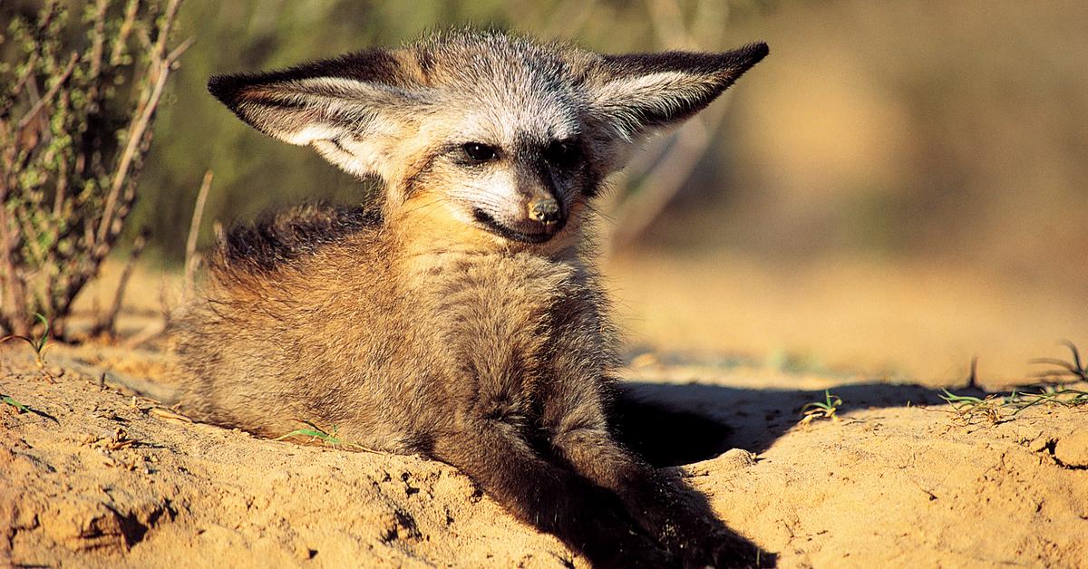 Pictures of Bat-Eared Fox