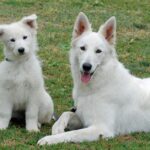 Pictures of Berger Blanc Suisse