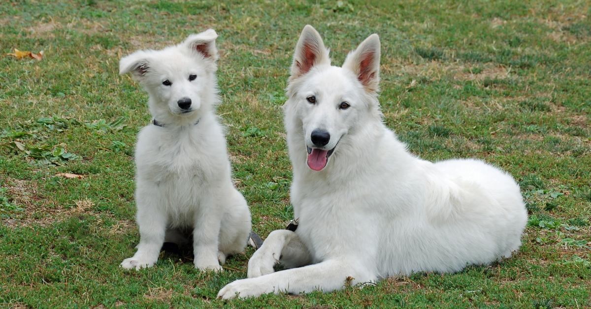 Pictures of Berger Blanc Suisse