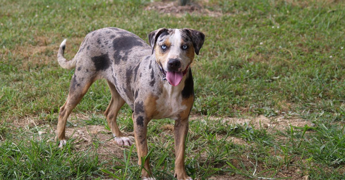 Pictures of Catahoula Bulldog