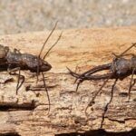 Pictures of Eastern Dobsonfly