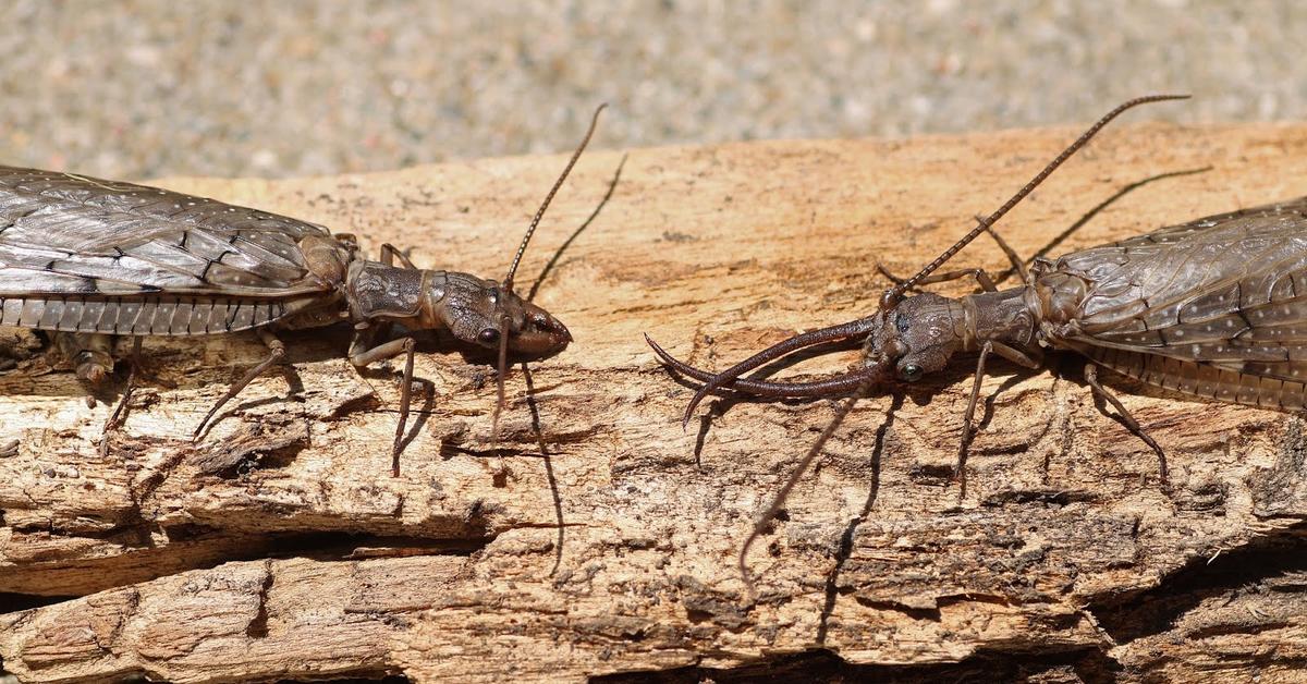 Pictures of Eastern Dobsonfly