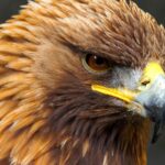 Pictures of Golden Eagle