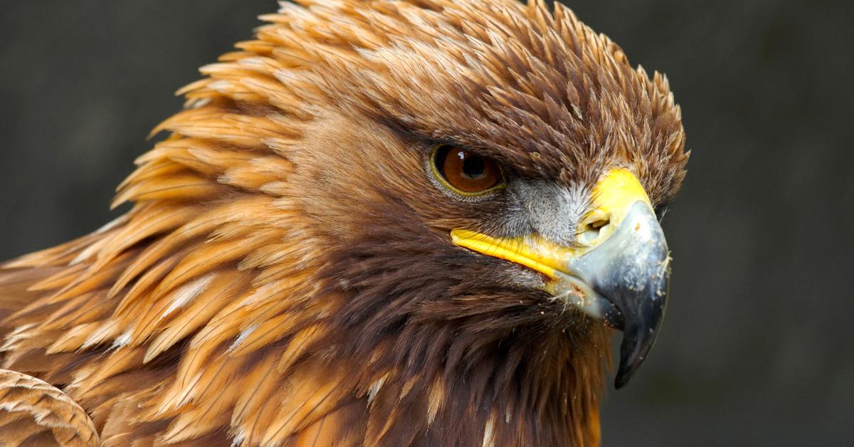 Pictures of Golden Eagle