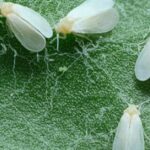 Pictures of Woolly Aphids