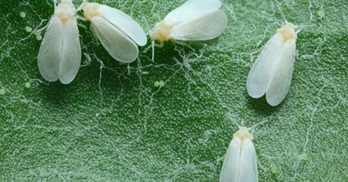 Pictures of Woolly Aphids