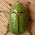 Pictures of Christmas Beetle