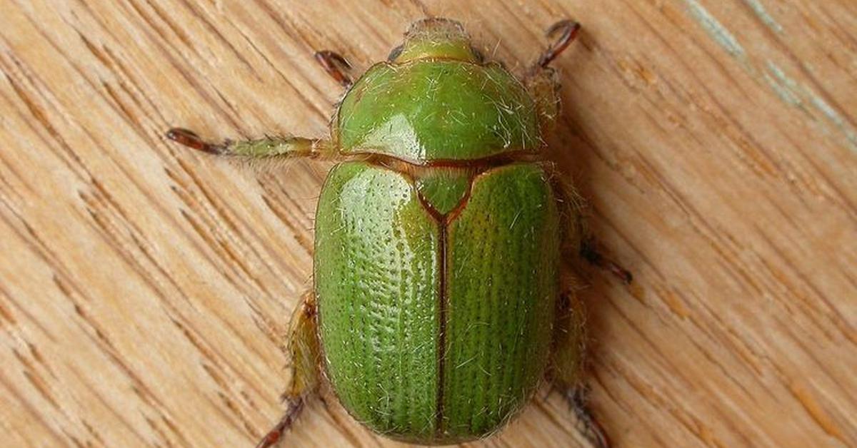 Pictures of Christmas Beetle