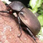 Pictures of Atlas Beetle