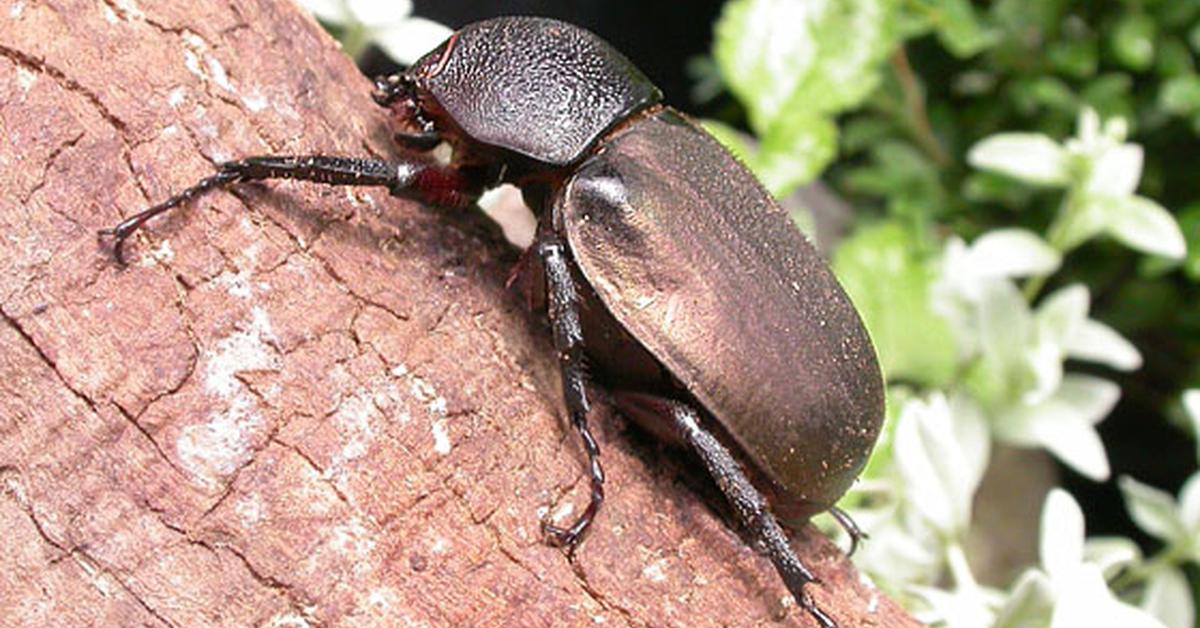 Pictures of Atlas Beetle