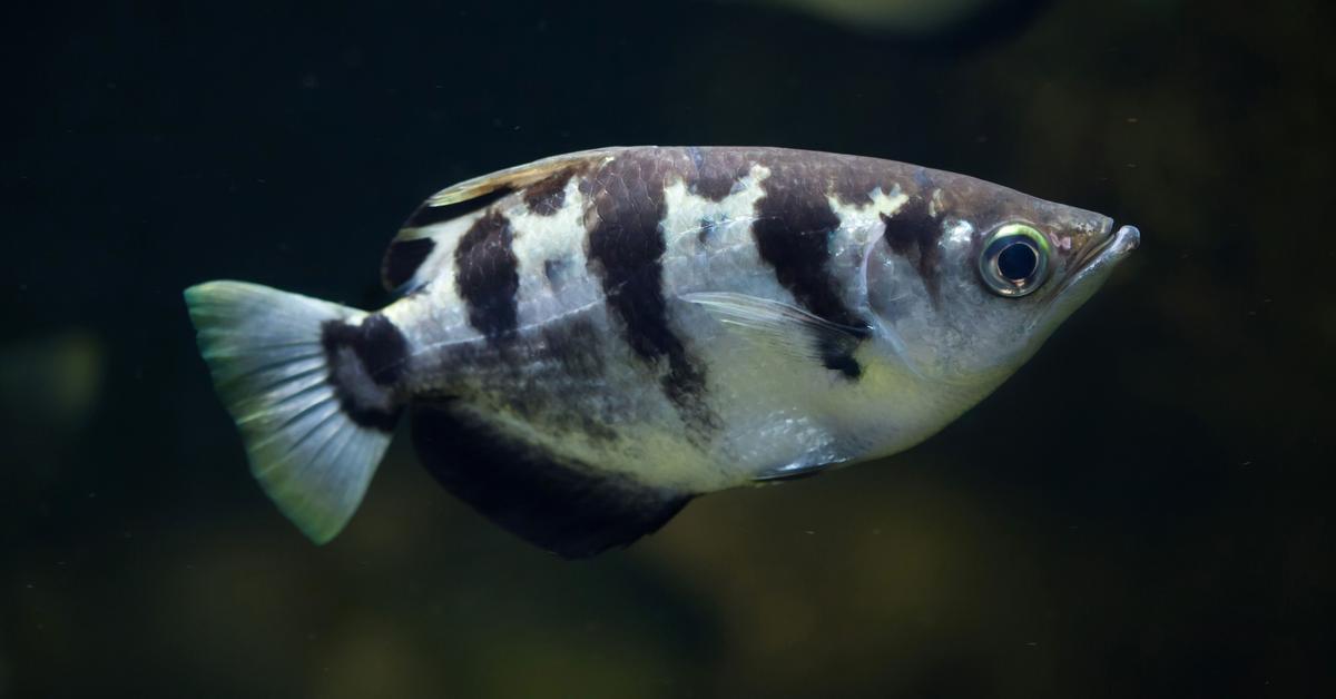 Vivid image of the Archerfish, or Ikan Sagai in Indonesian context.