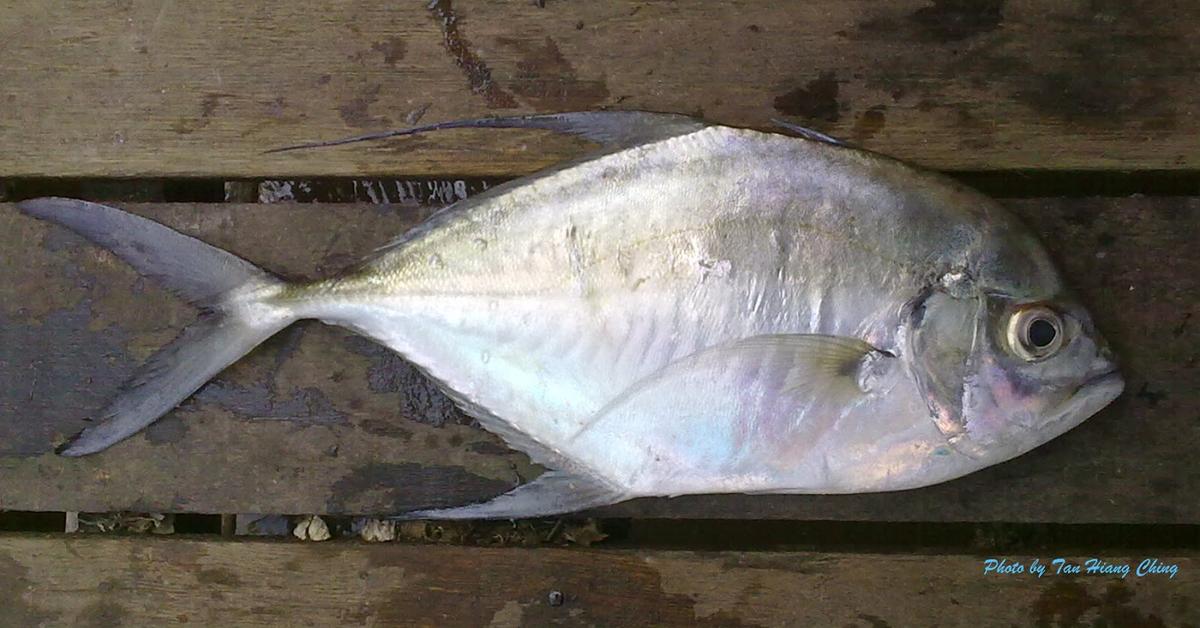 Portrait of a Archerfish, a creature known scientifically as Labrus jaculator.