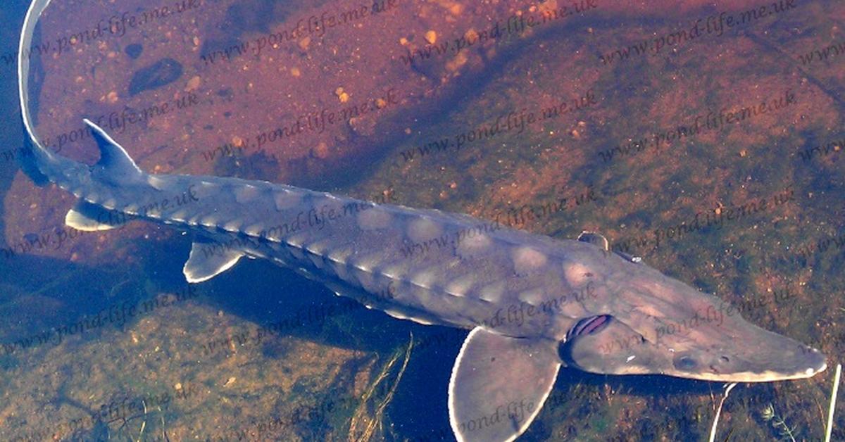 Photographic depiction of the unique Atlantic Sturgeon, locally called Sturgeon Atlantik.