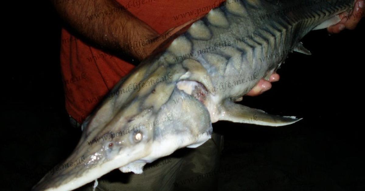 A beautiful representation of the Atlantic Sturgeon, scientifically Acipenser oxyrinchus oxyrinchus.