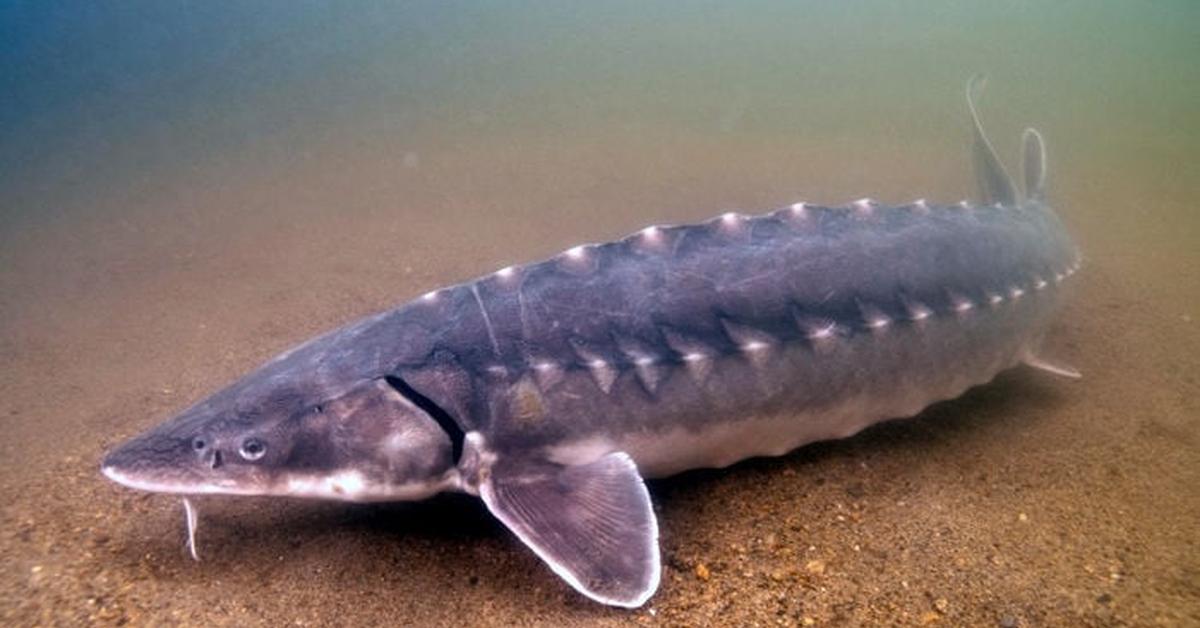 Captured beauty of the Atlantic Sturgeon, or Acipenser oxyrinchus oxyrinchus in the scientific world.