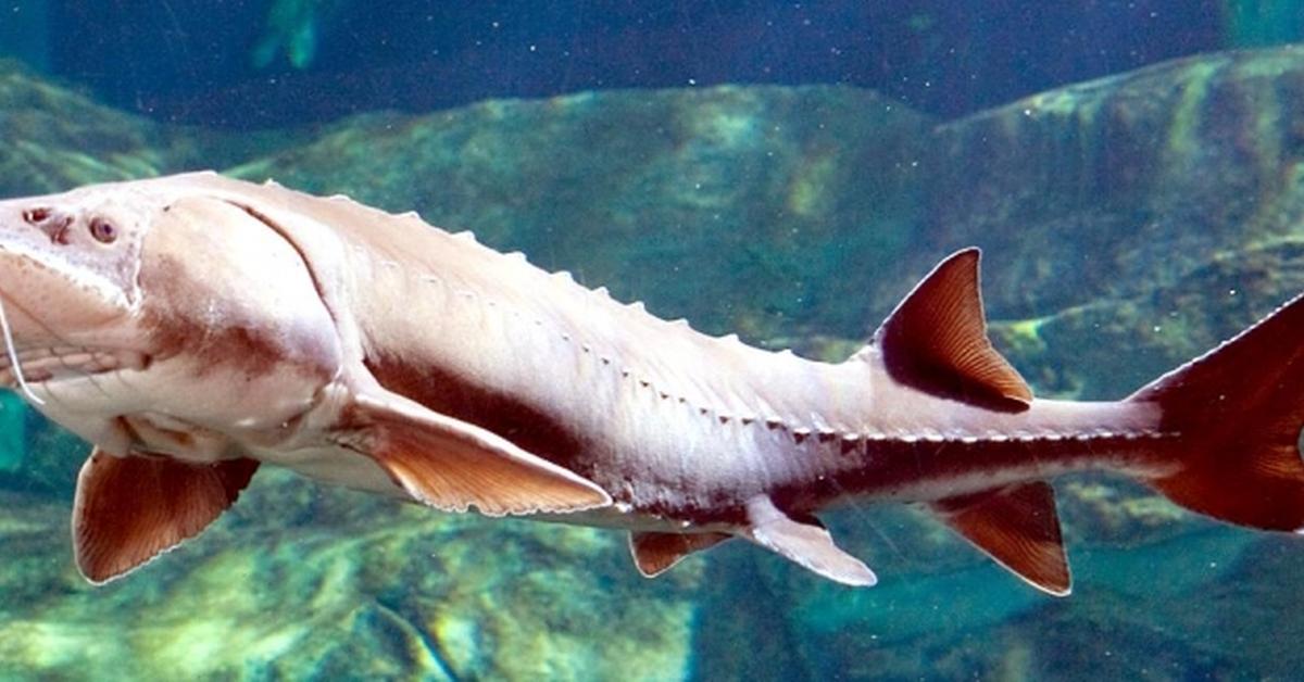 Stunning image of the Atlantic Sturgeon (Acipenser oxyrinchus oxyrinchus), a wonder in the animal kingdom.