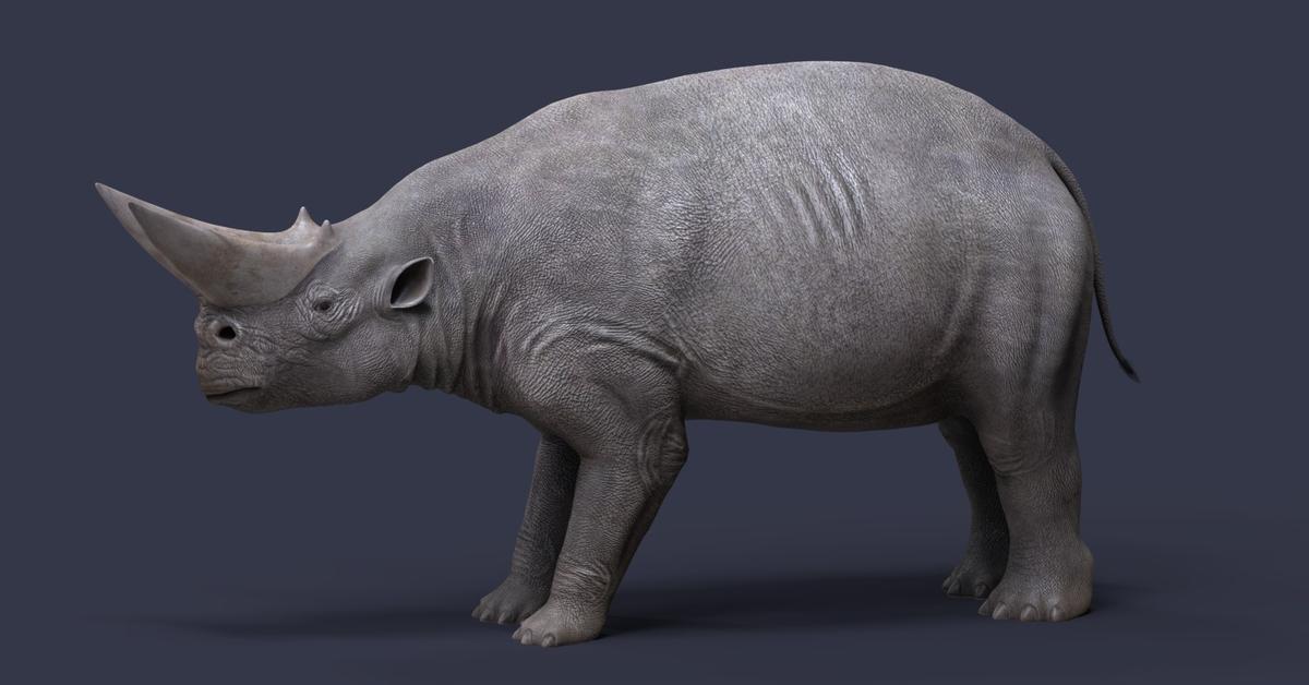 Photographic depiction of the unique Arsinoitherium, locally called Arsinoitherium.