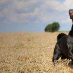 Enchanting American Pugabull, a species scientifically known as Canis lupus.