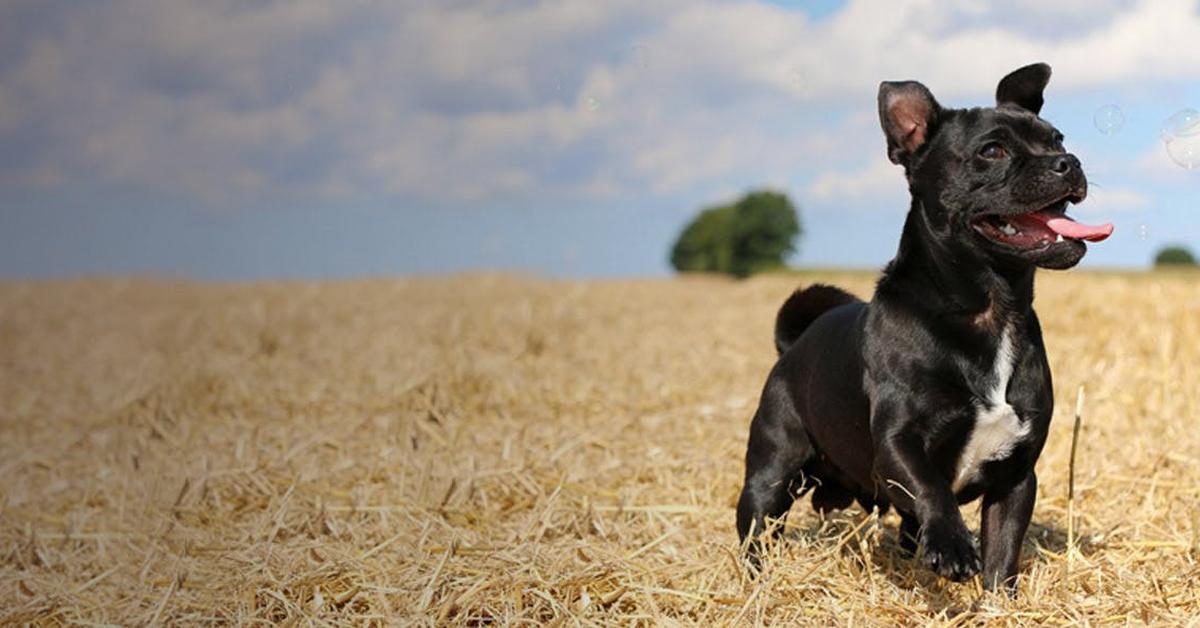 Enchanting American Pugabull, a species scientifically known as Canis lupus.