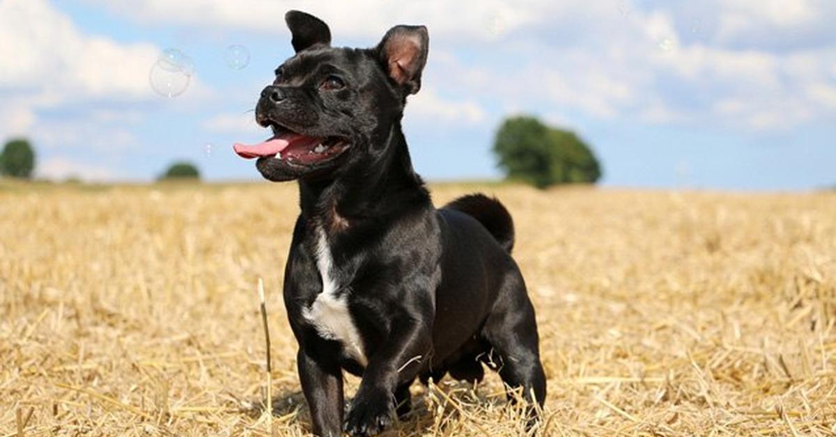 Striking appearance of the American Pugabull, known in scientific circles as Canis lupus.