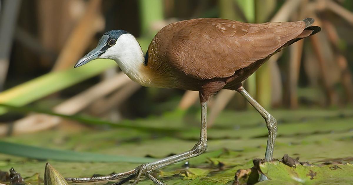 Image of the African Jacana (Actophilornis Africanus), popular in Indonesia as Burung Pergam Afrika.