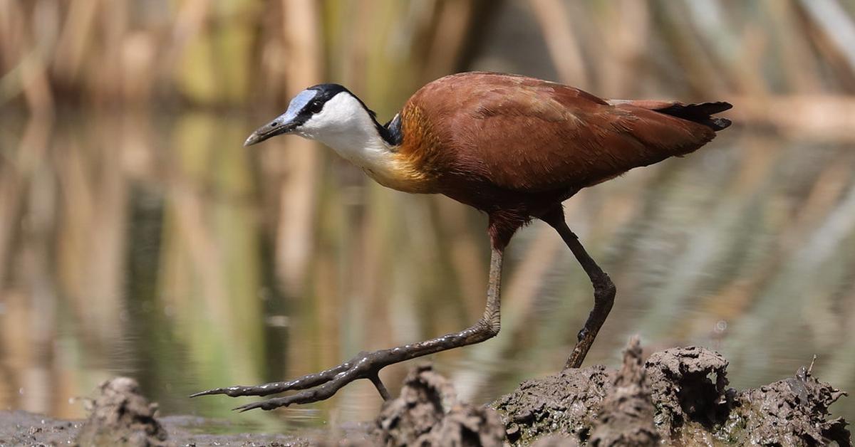 The fascinating African Jacana, scientifically known as Actophilornis Africanus.