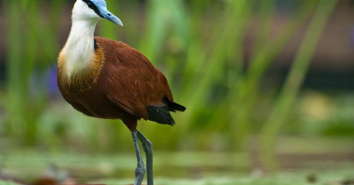 A beautiful representation of the African Jacana, scientifically Actophilornis Africanus.