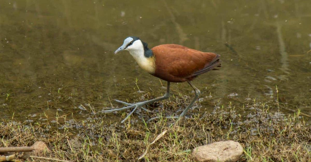 The African Jacana, an example of Actophilornis Africanus, in its natural environment.