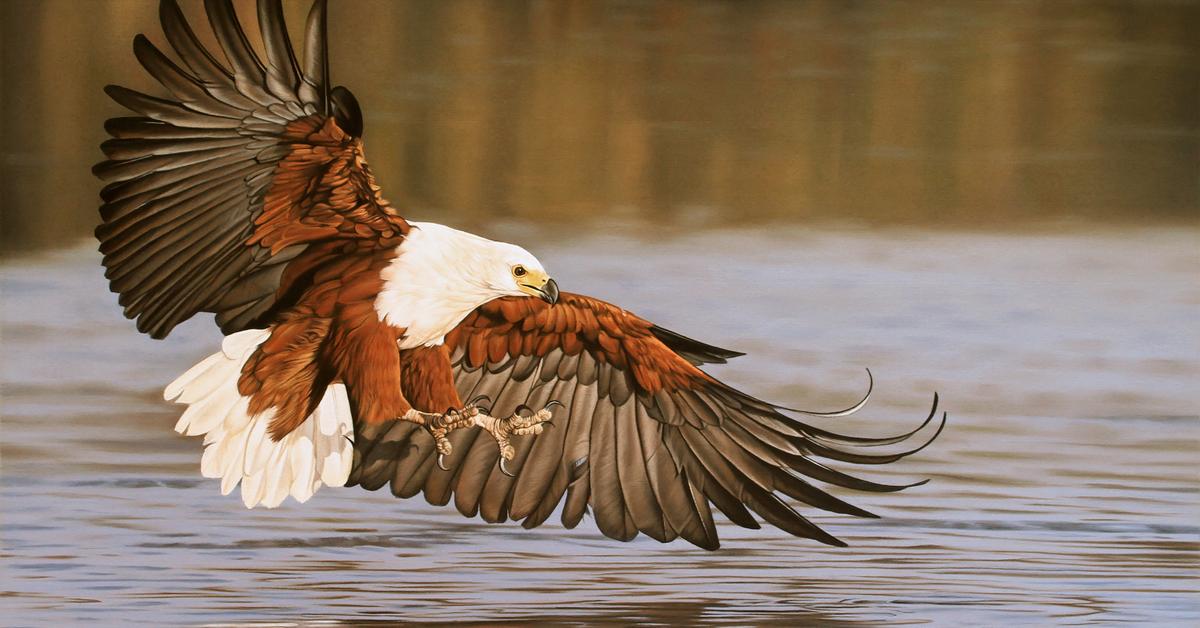 Stunning image of the African Fish Eagle (Haliaeetus Vocifer), a wonder in the animal kingdom.