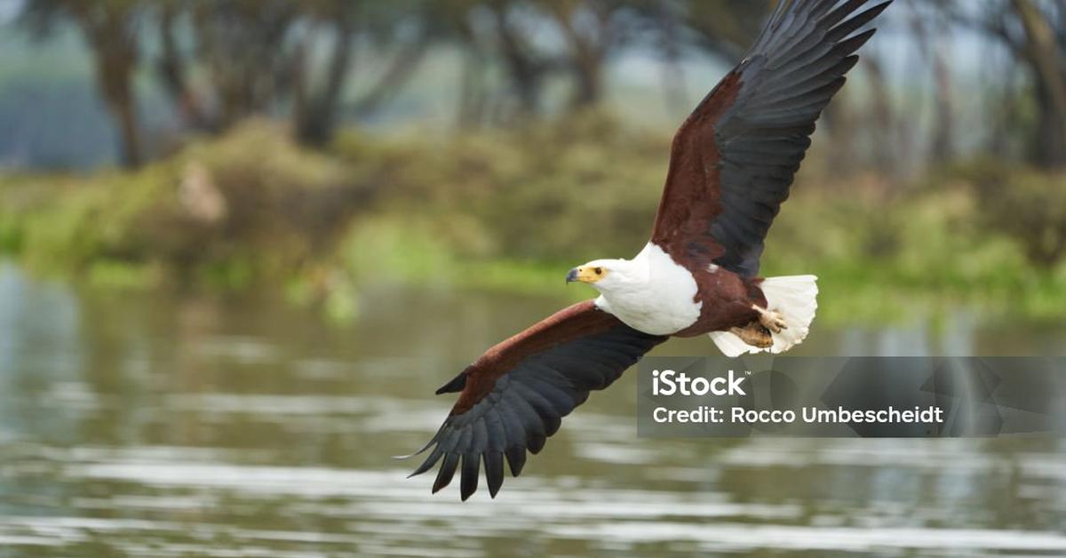 Visual of African Fish Eagle, or Elang Ikan Afrika in Indonesian, showcasing its beauty.