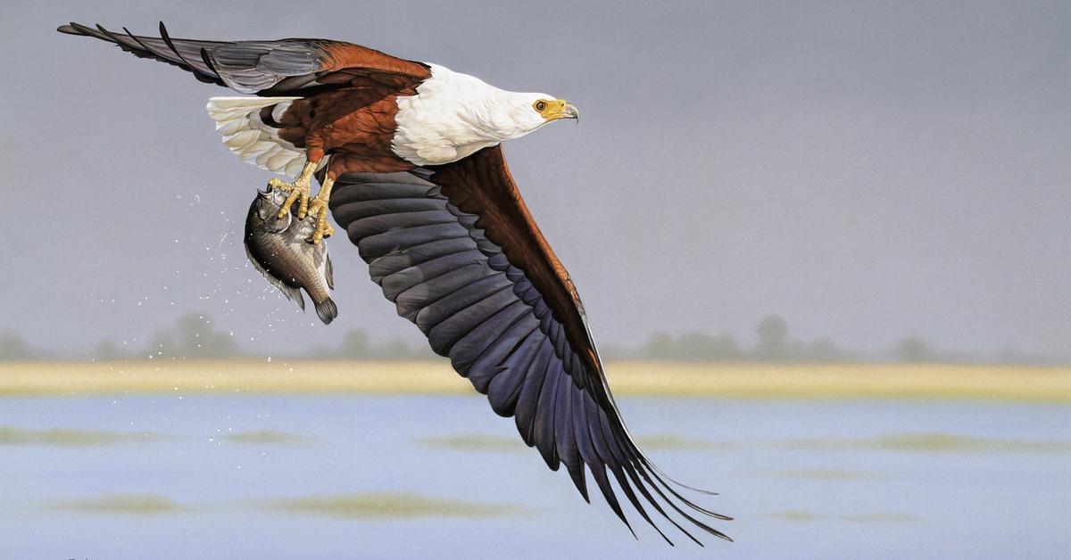 Snapshot of the intriguing African Fish Eagle, scientifically named Haliaeetus Vocifer.